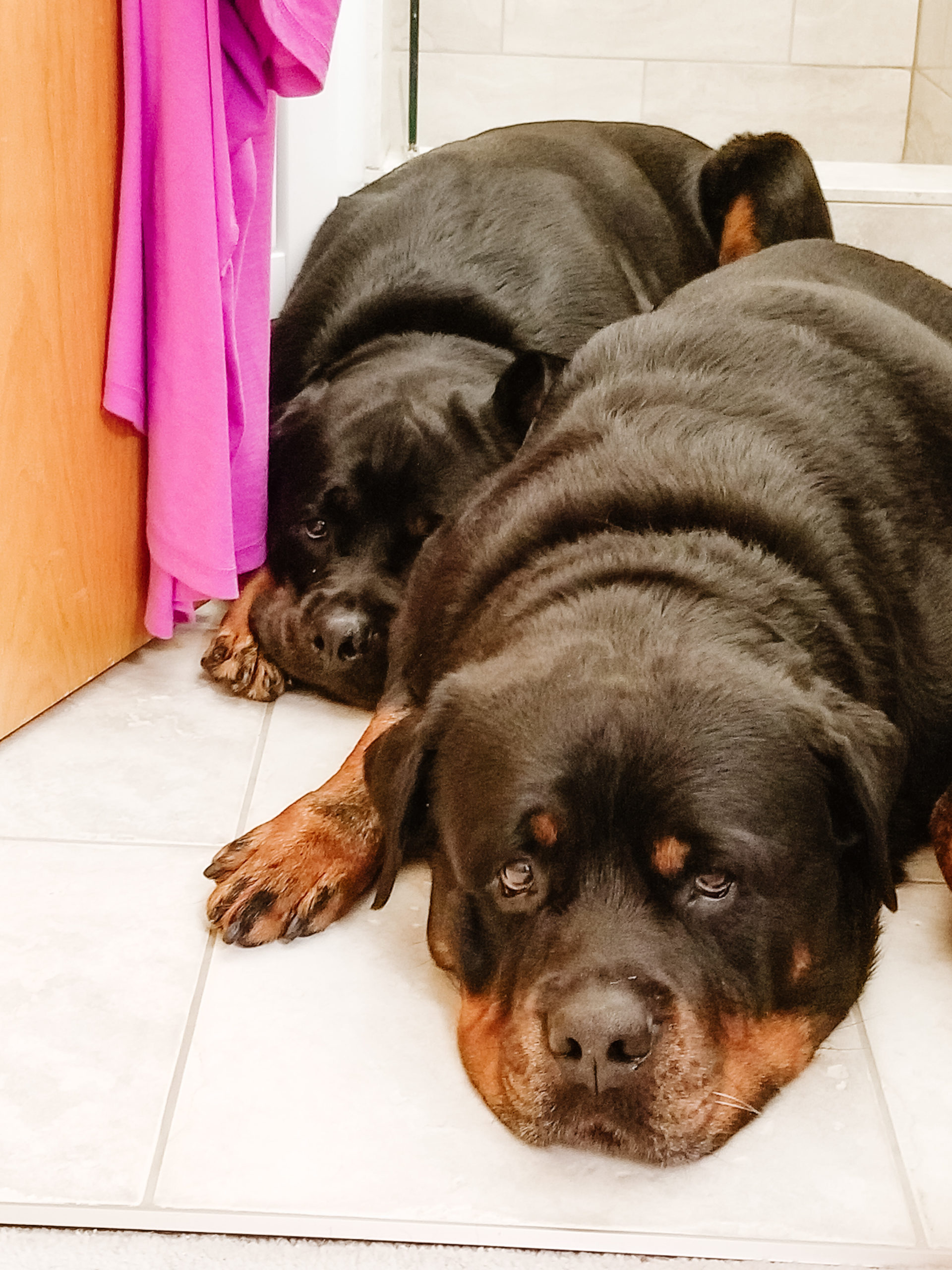 german rottweiler puppy love when you're not a dog person